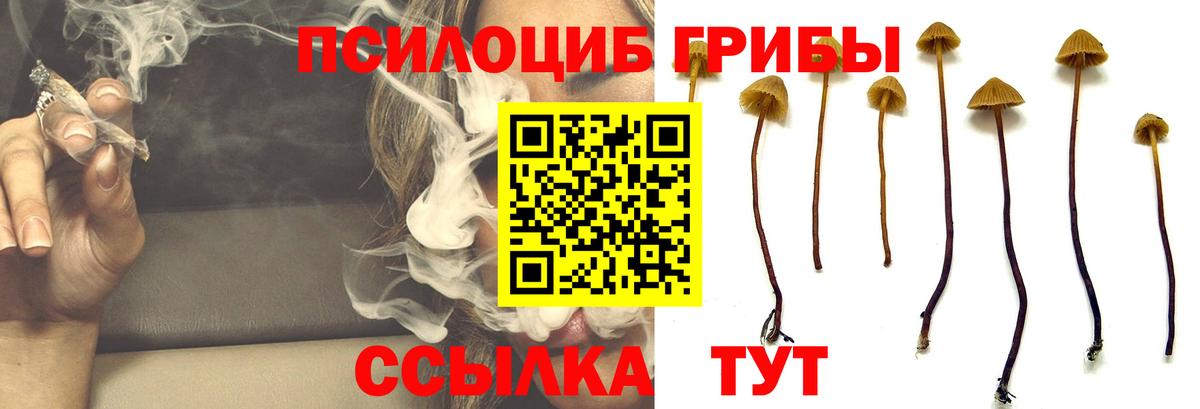Псилоцибиновые грибы Psilocybine cubensis Новозыбков